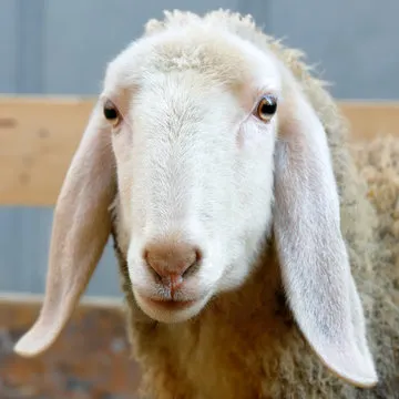 官方客服头像示意